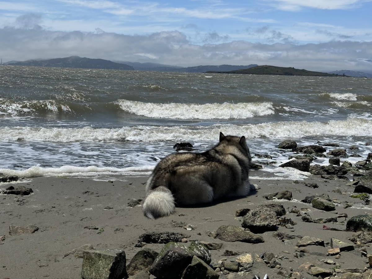 Point Isabel Dog Park photo 8