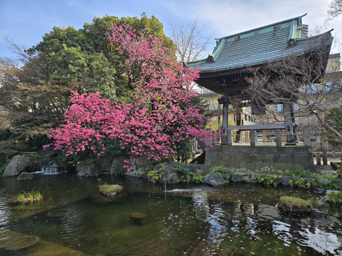 Nishiarai Daishi photo 3