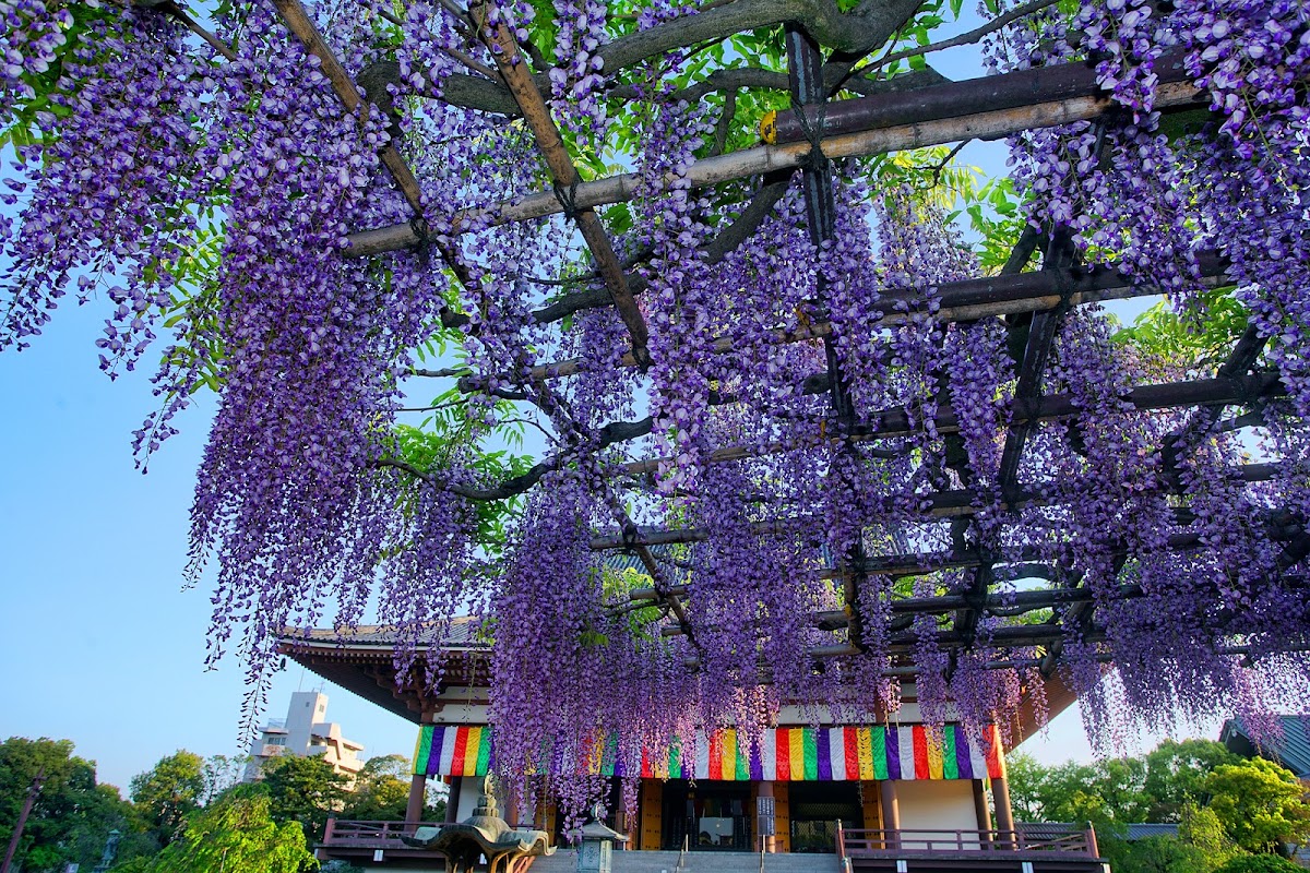 Nishiarai Daishi photo 4