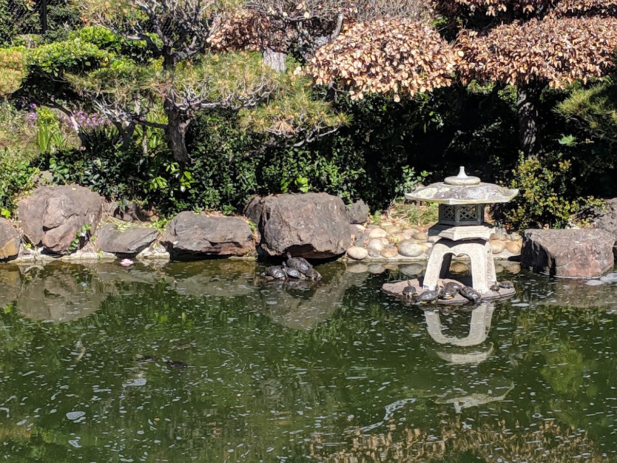 Hayward Japanese Gardens photo 2
