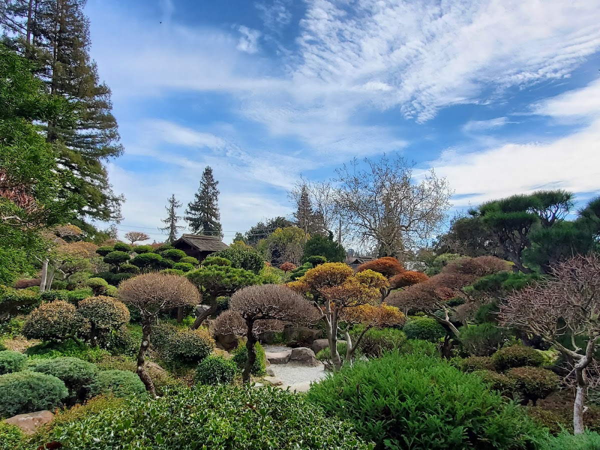 Hayward Japanese Gardens photo 3
