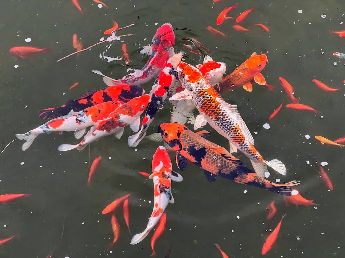 Hayward Japanese Gardens photo 8