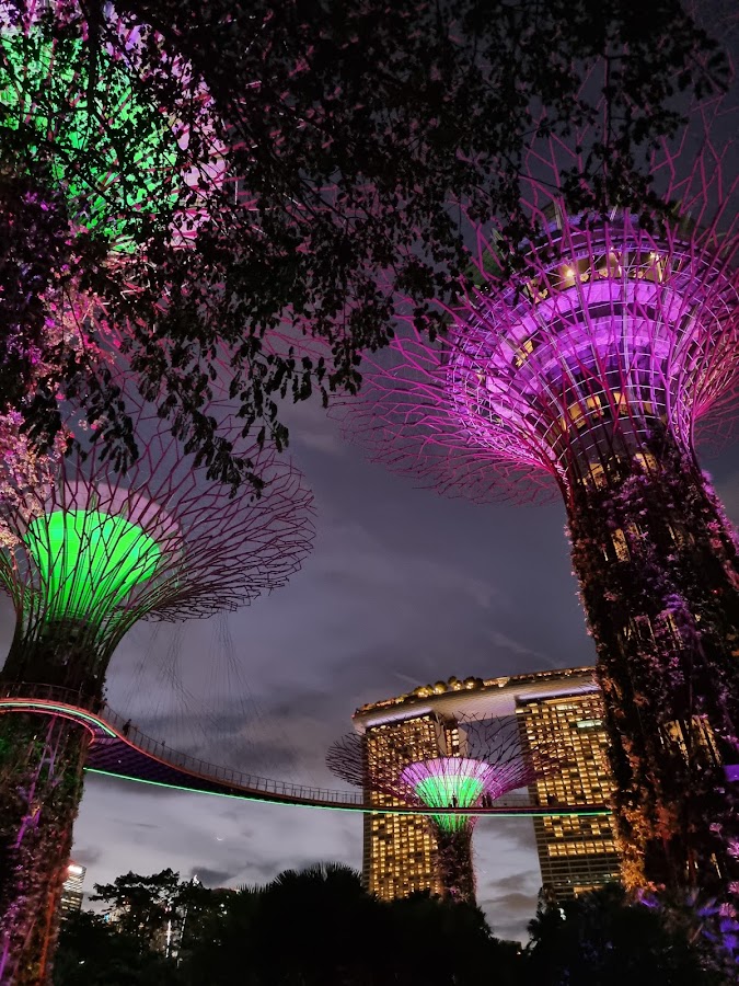 Supertree Grove photo 2