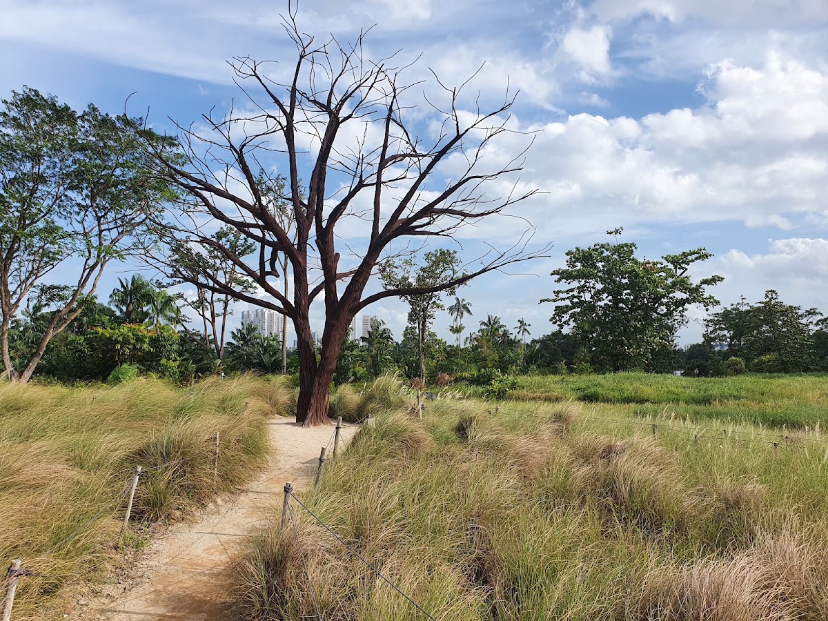 Jurong Lake Gardens photo 3