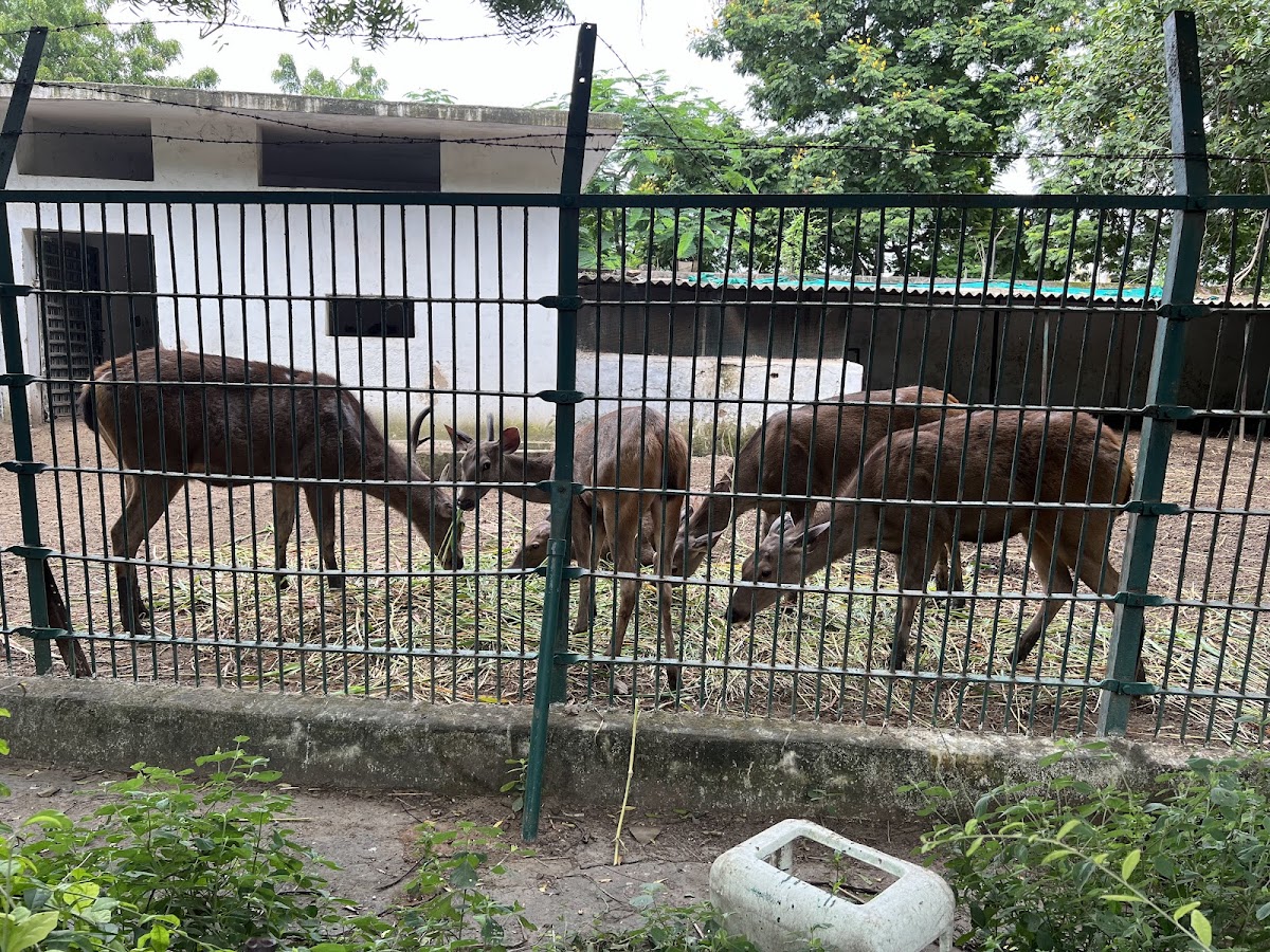 Kamla Nehru Zoological Garden photo 3