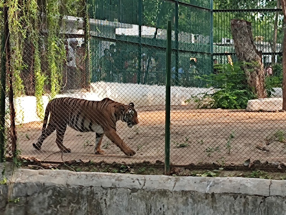 Kamla Nehru Zoological Garden photo 6