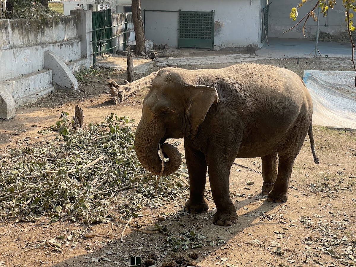 Kamla Nehru Zoological Garden photo 8