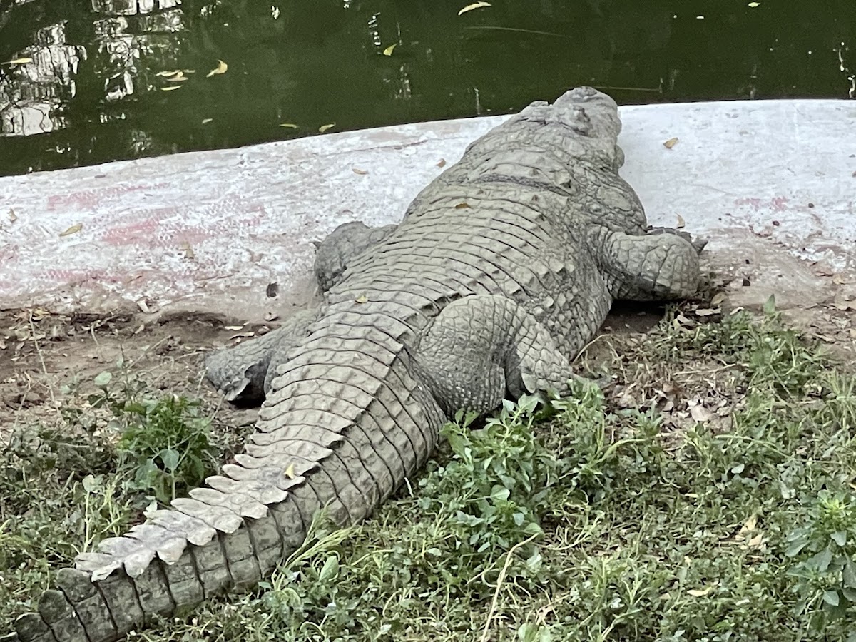 Kamla Nehru Zoological Garden photo 9