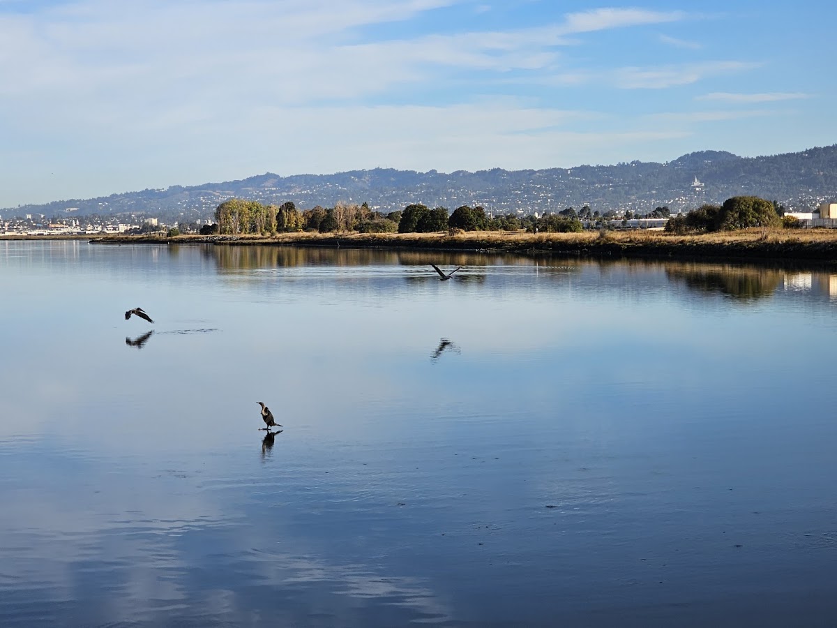 Martin Luther King Jr. Regional Shoreline photo 5