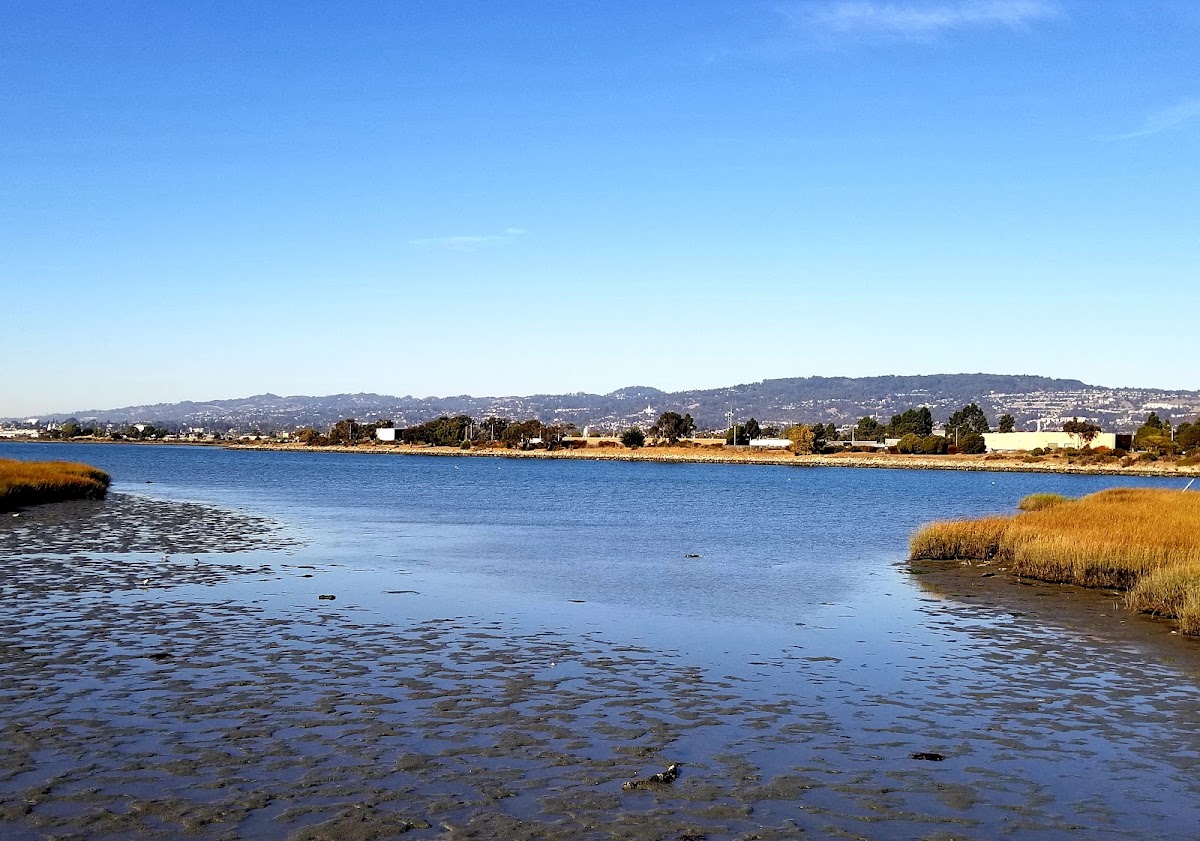 Martin Luther King Jr. Regional Shoreline photo 6