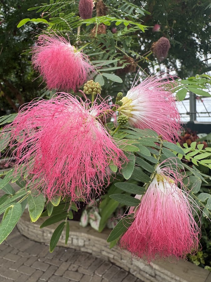 Garfield Park Conservatory photo 9