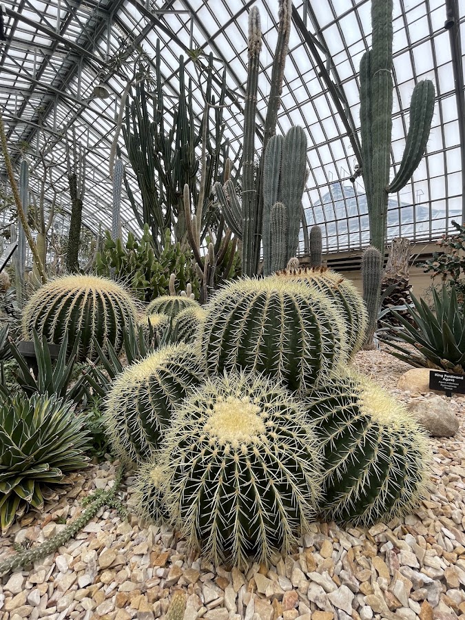 Garfield Park Conservatory photo 10