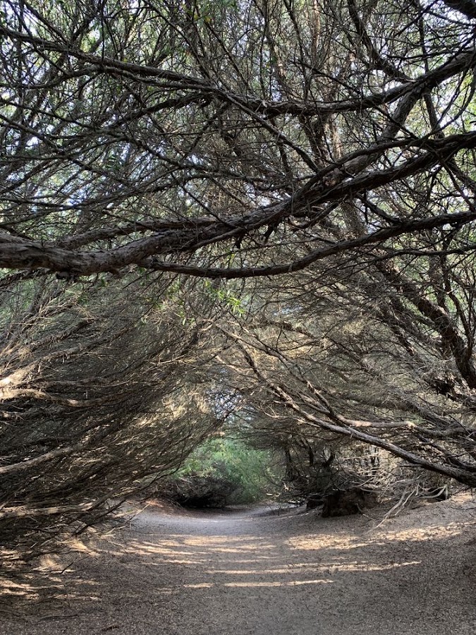 Fort Funston photo 9