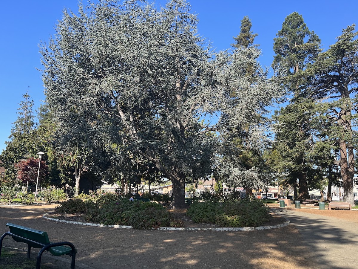 Lincoln Park photo 9