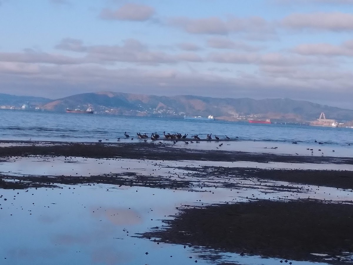 Robert W. Crown Memorial State Beach photo 5