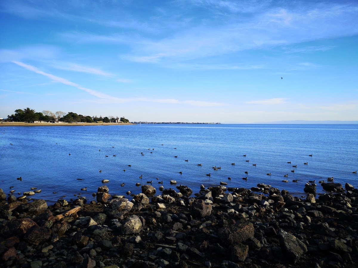 Robert W. Crown Memorial State Beach photo 7