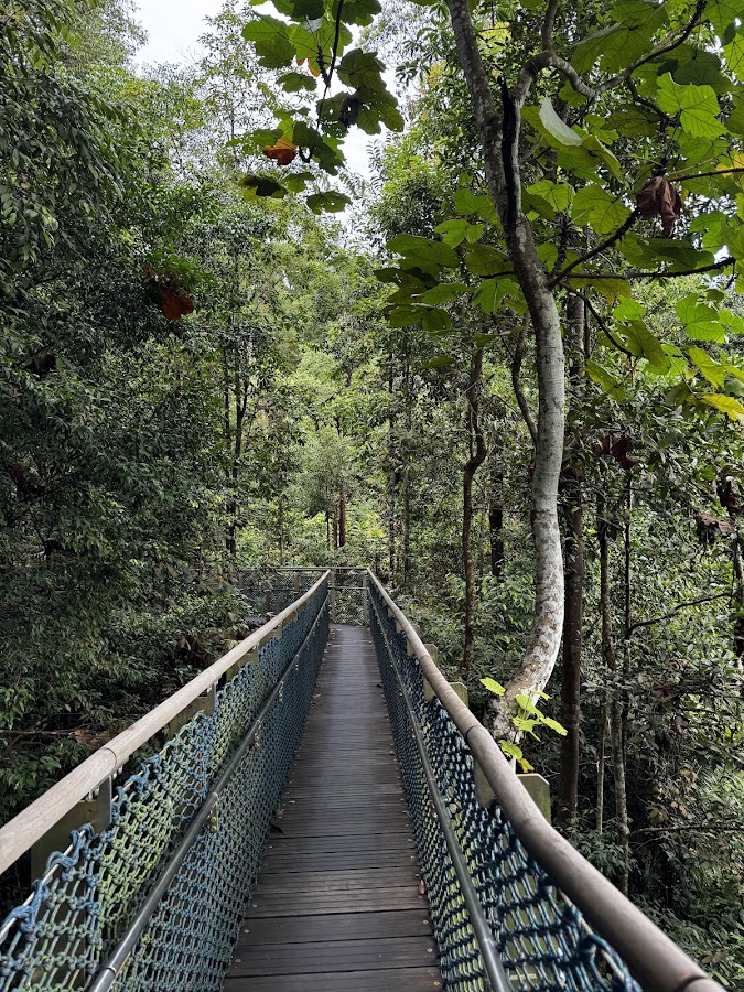 MacRitchie Reservoir Park