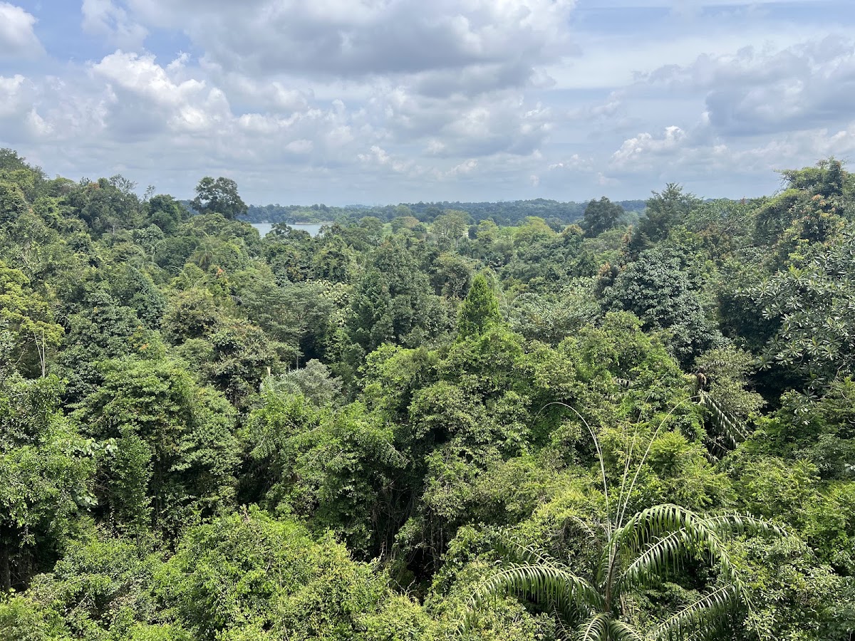 MacRitchie Reservoir Park photo 4
