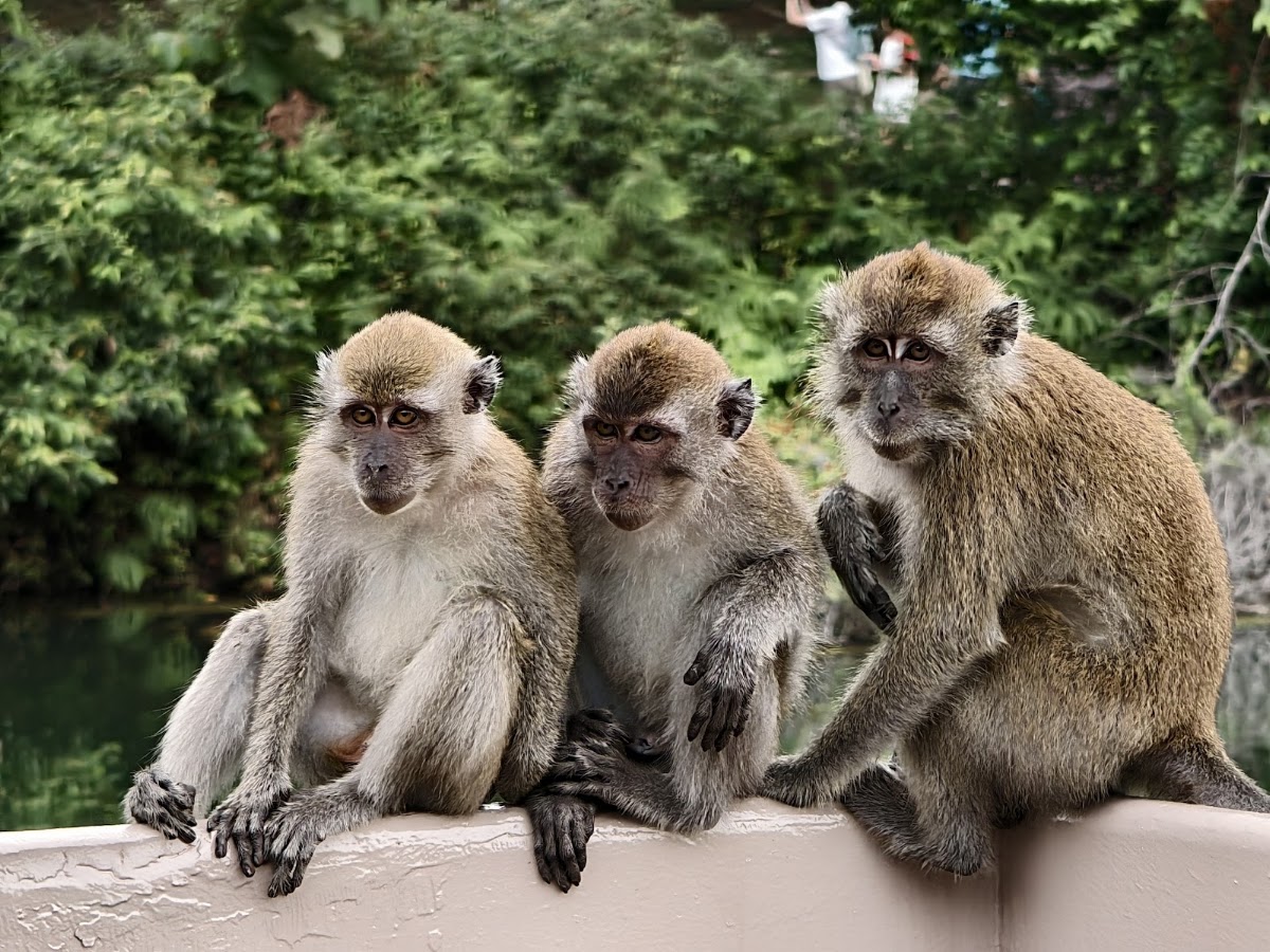 MacRitchie Reservoir Park photo 10