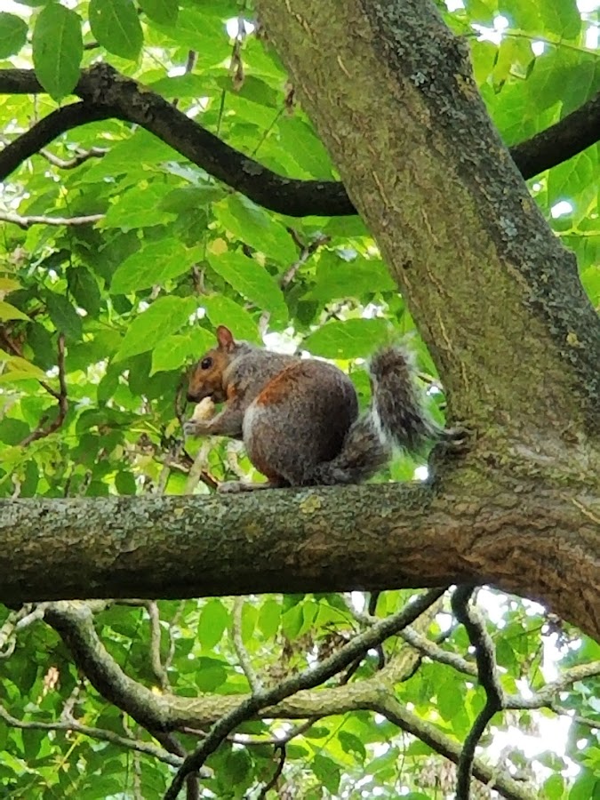 Hyde Park photo 10