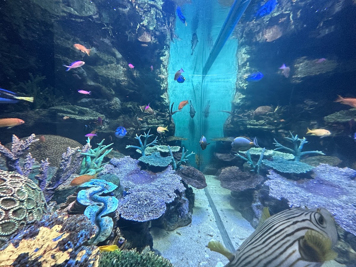 Sunshine Aquarium photo 4