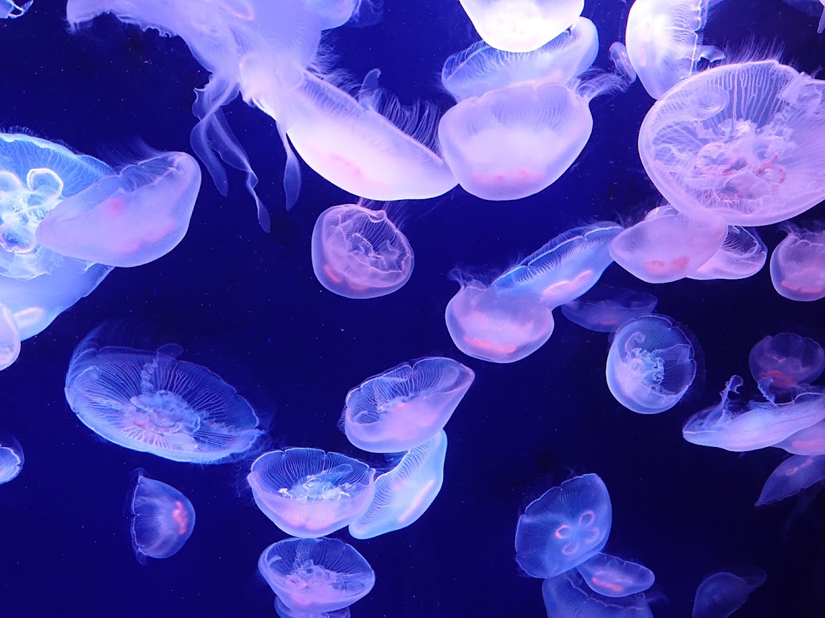Sunshine Aquarium photo 5