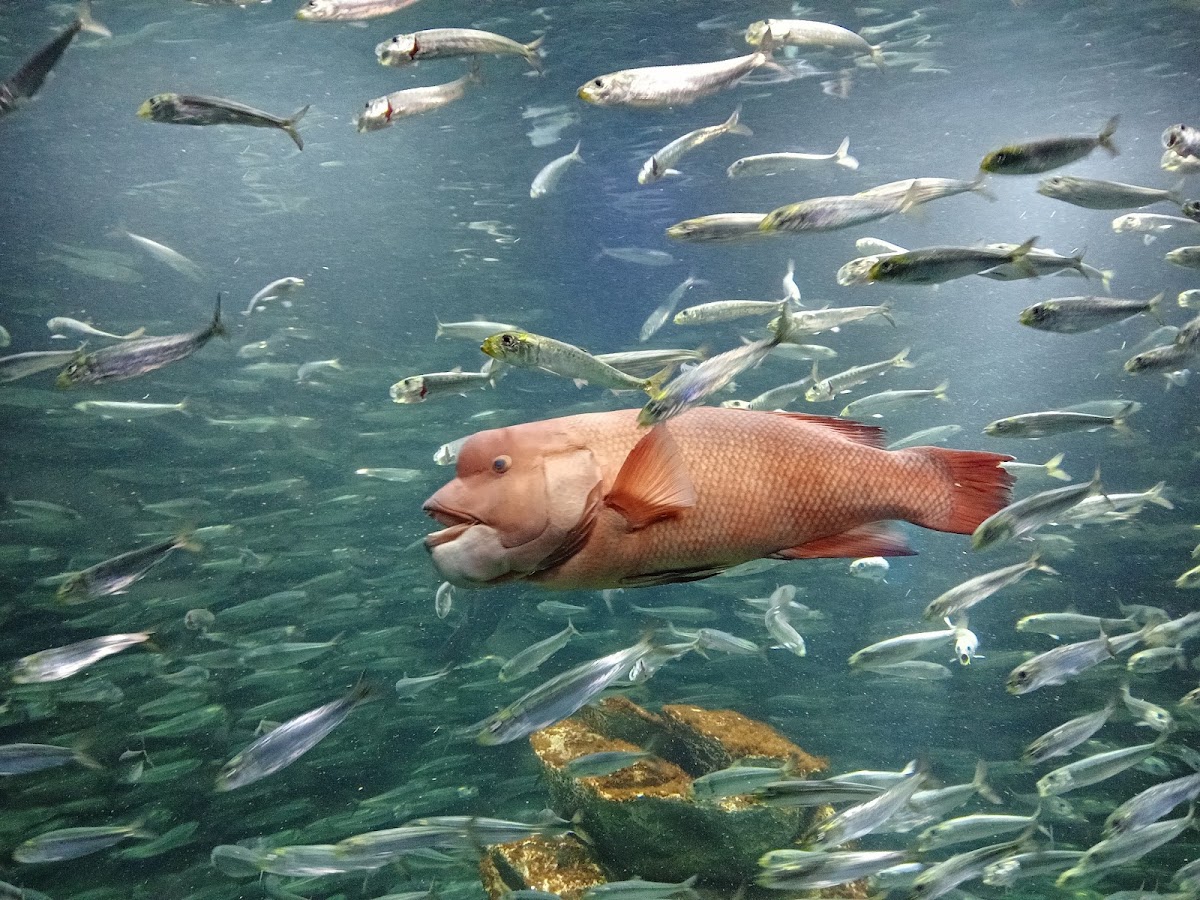 Sunshine Aquarium photo 7