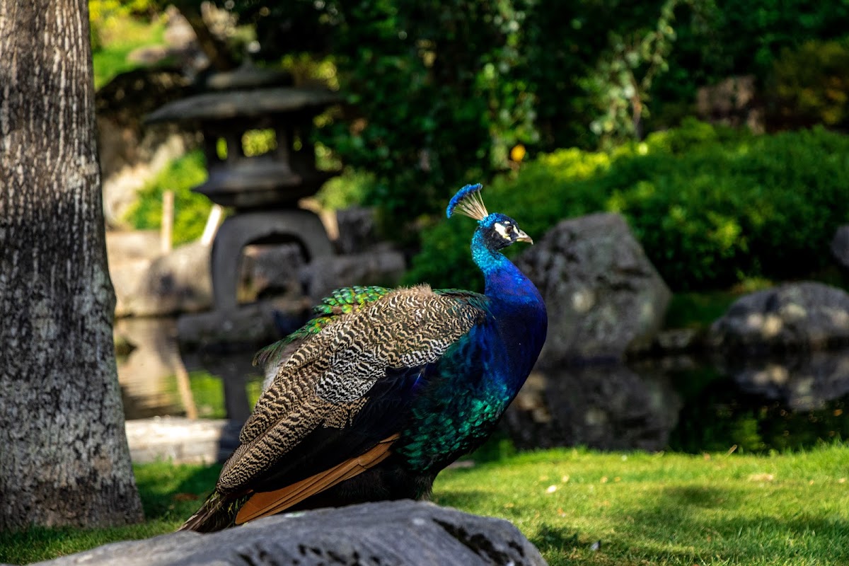 Kyoto Garden photo 2