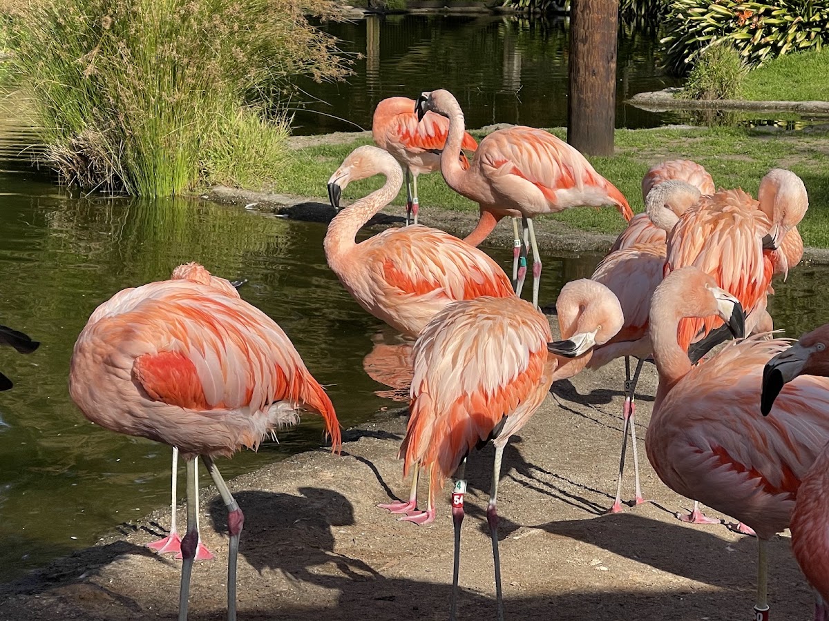 San Francisco Zoo photo 2
