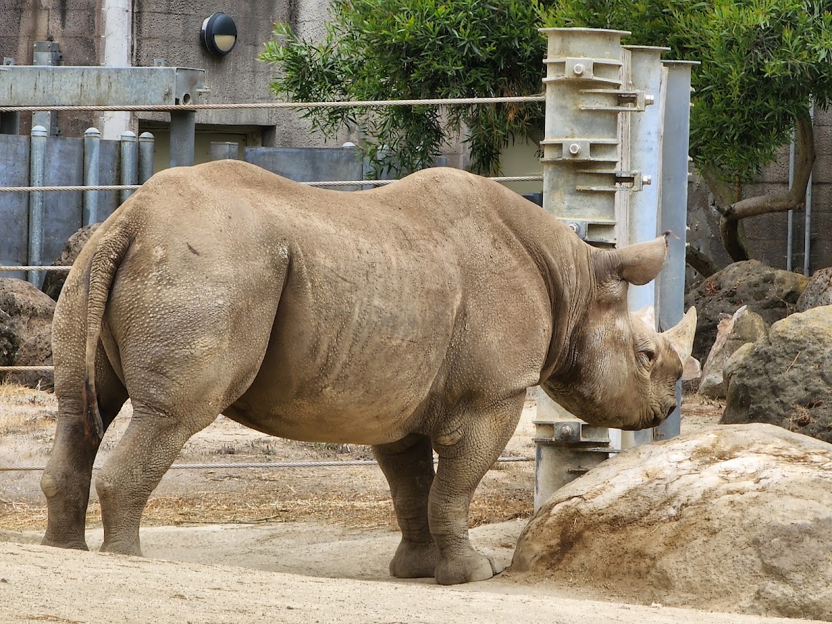 San Francisco Zoo photo 4