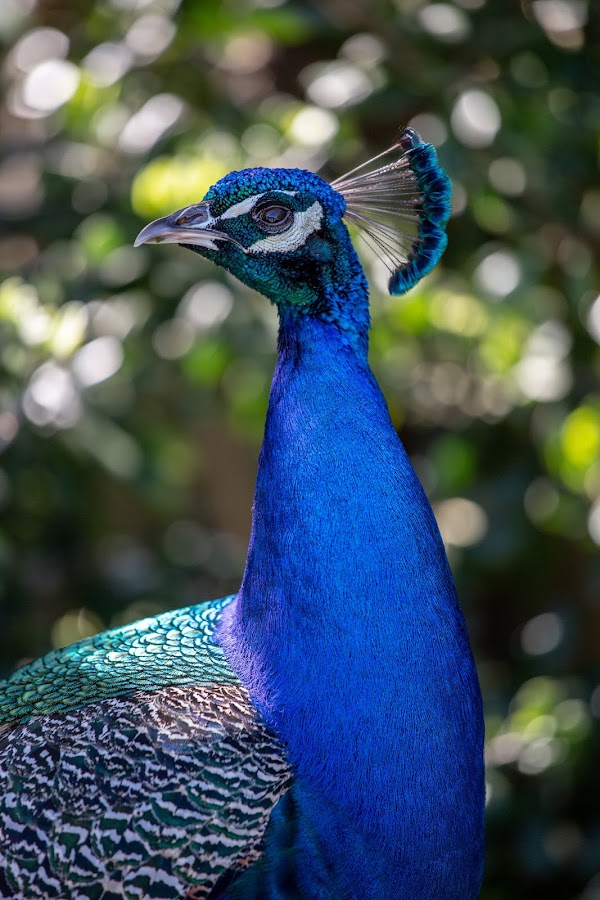 San Francisco Zoo photo 5