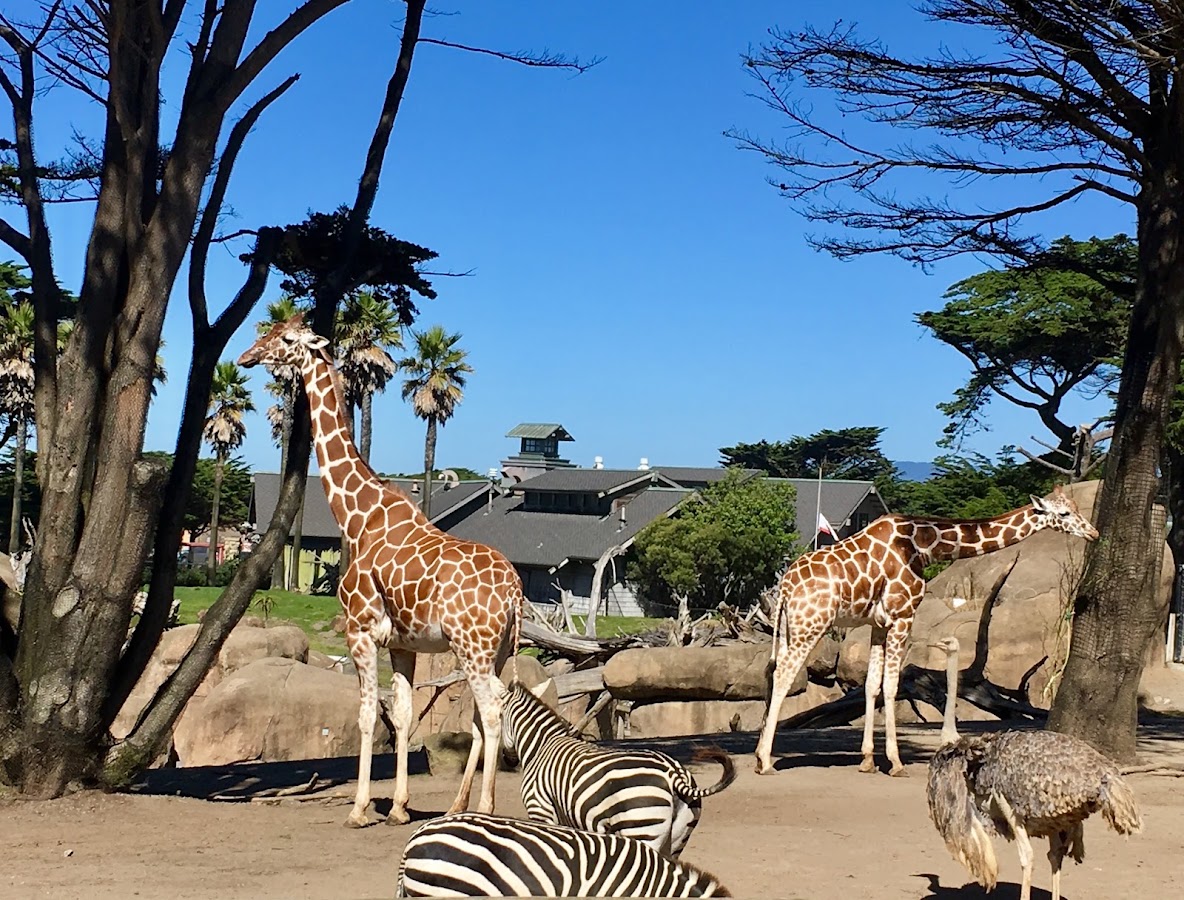 San Francisco Zoo photo 6