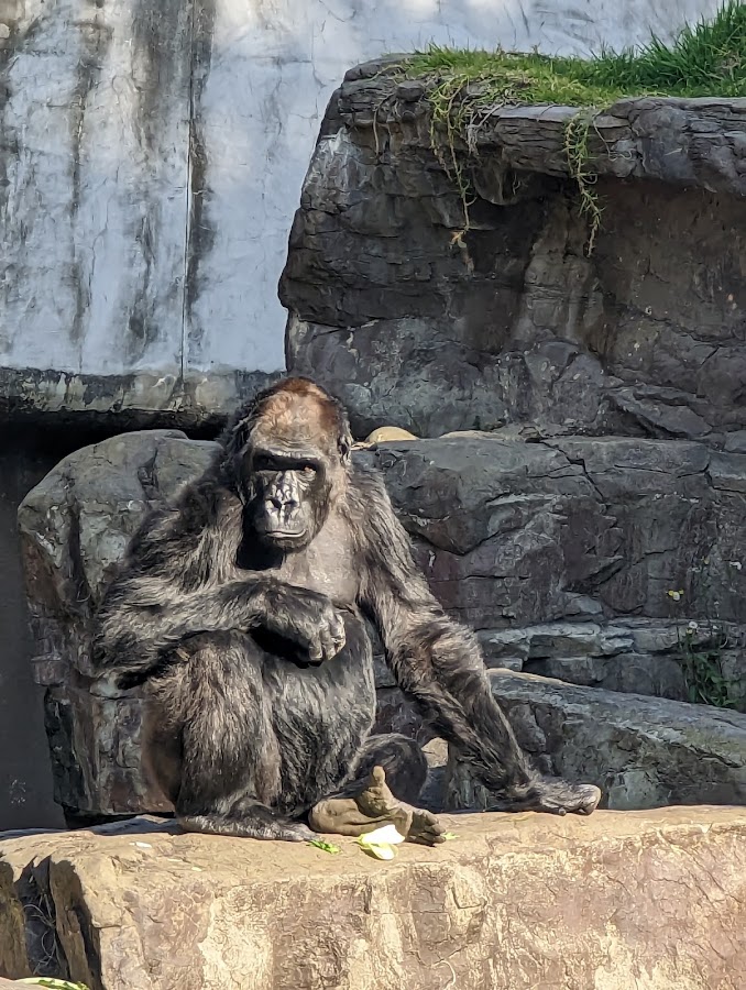 San Francisco Zoo photo 7