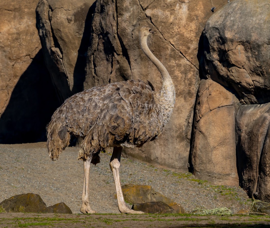 San Francisco Zoo photo 8