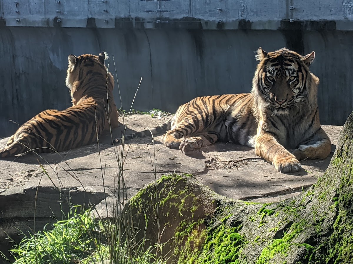 San Francisco Zoo photo 9