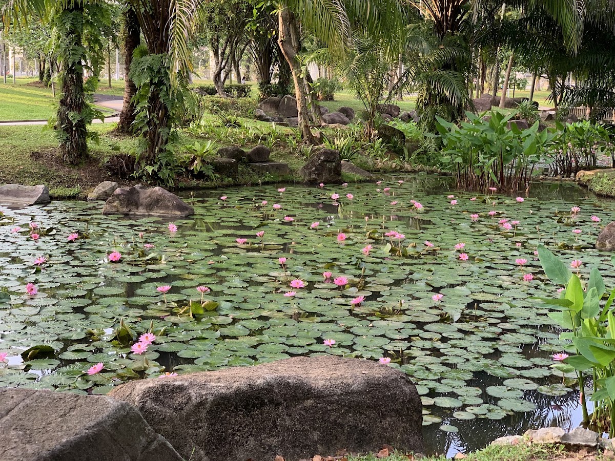 Bishan-Ang Mo Kio Park photo 4