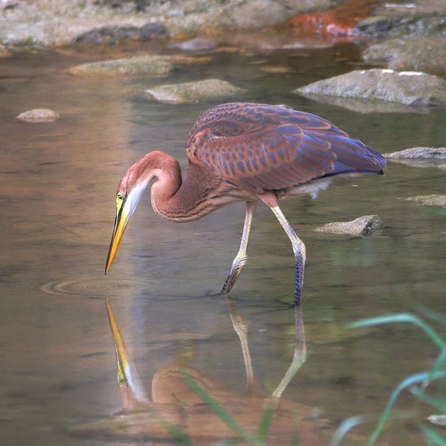 Bishan-Ang Mo Kio Park photo 9