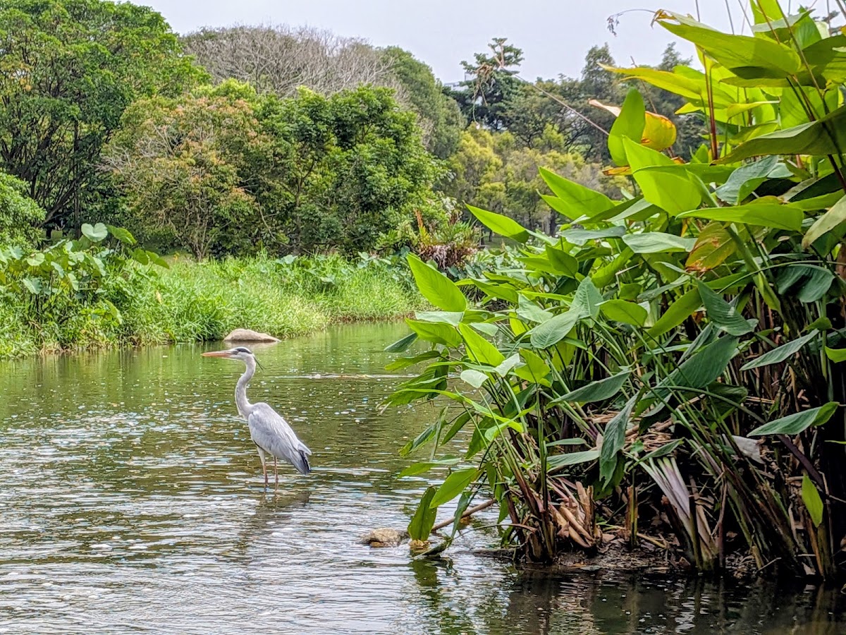 Bishan-Ang Mo Kio Park photo 10