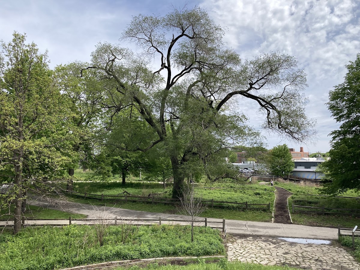 Horner (Henry) Park photo 10