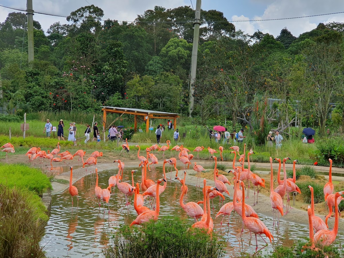 Bird Paradise photo 2