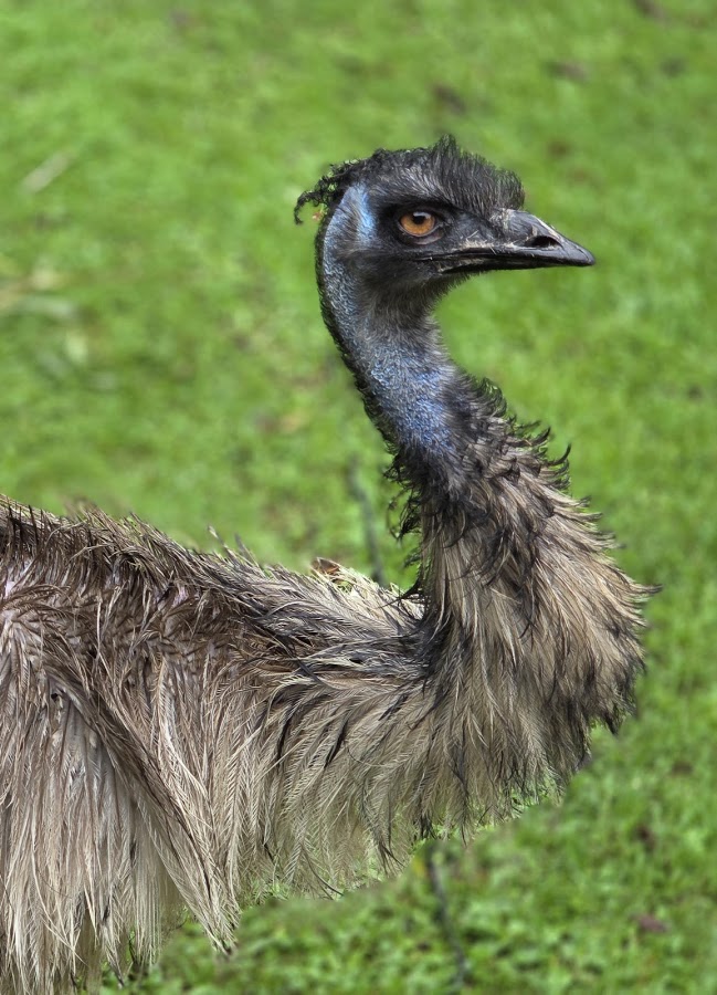 Bird Paradise photo 4