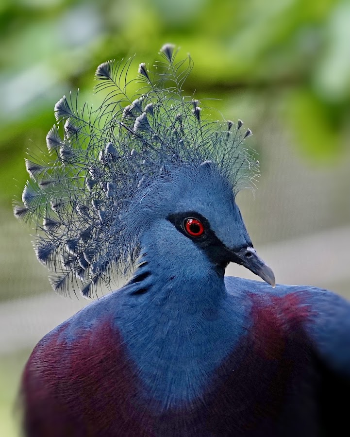 Bird Paradise photo 7