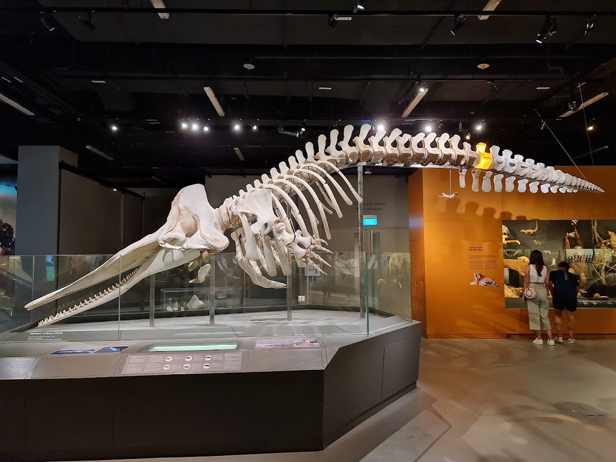 Lee Kong Chian Natural History Museum, Singapore photo 2