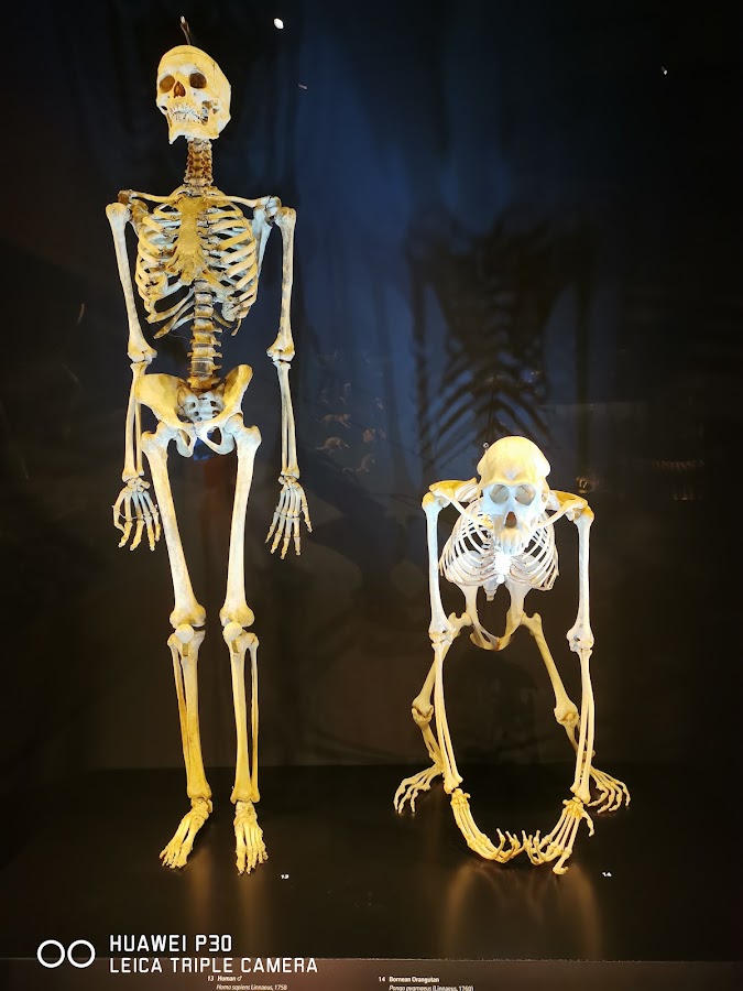 Lee Kong Chian Natural History Museum, Singapore photo 4