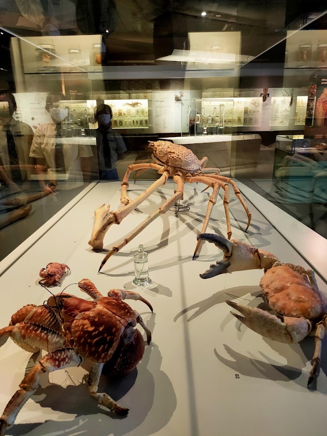 Lee Kong Chian Natural History Museum, Singapore photo 5