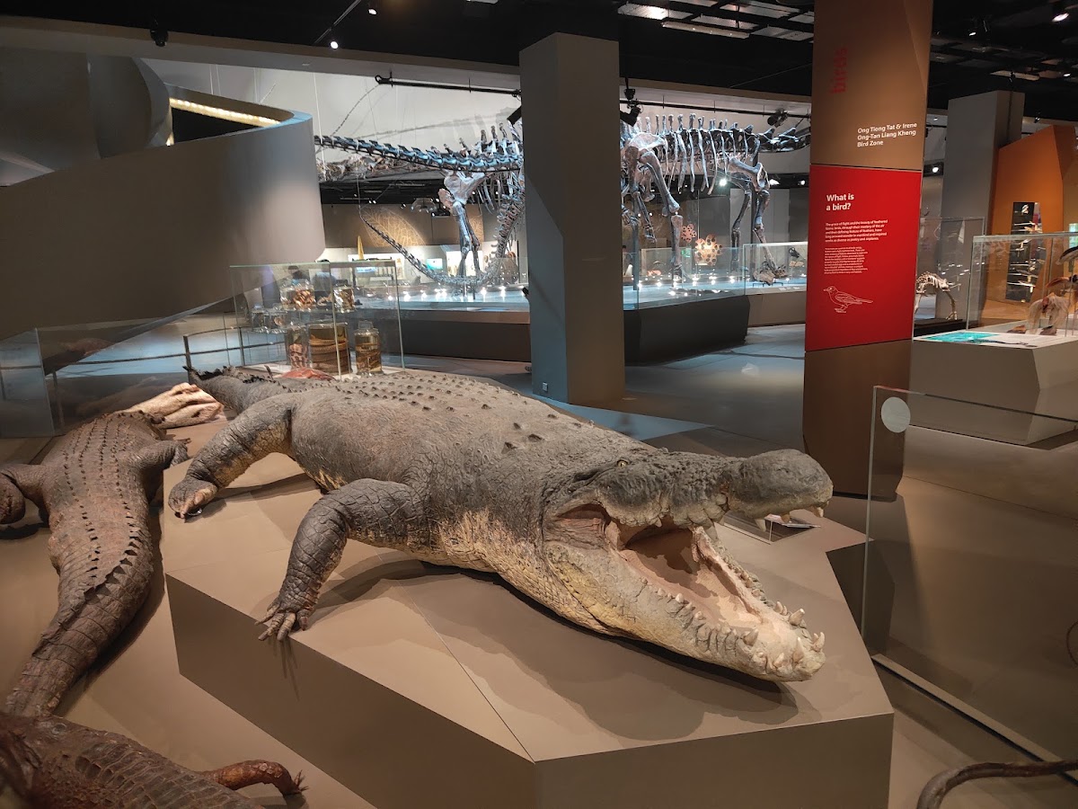 Lee Kong Chian Natural History Museum, Singapore photo 7