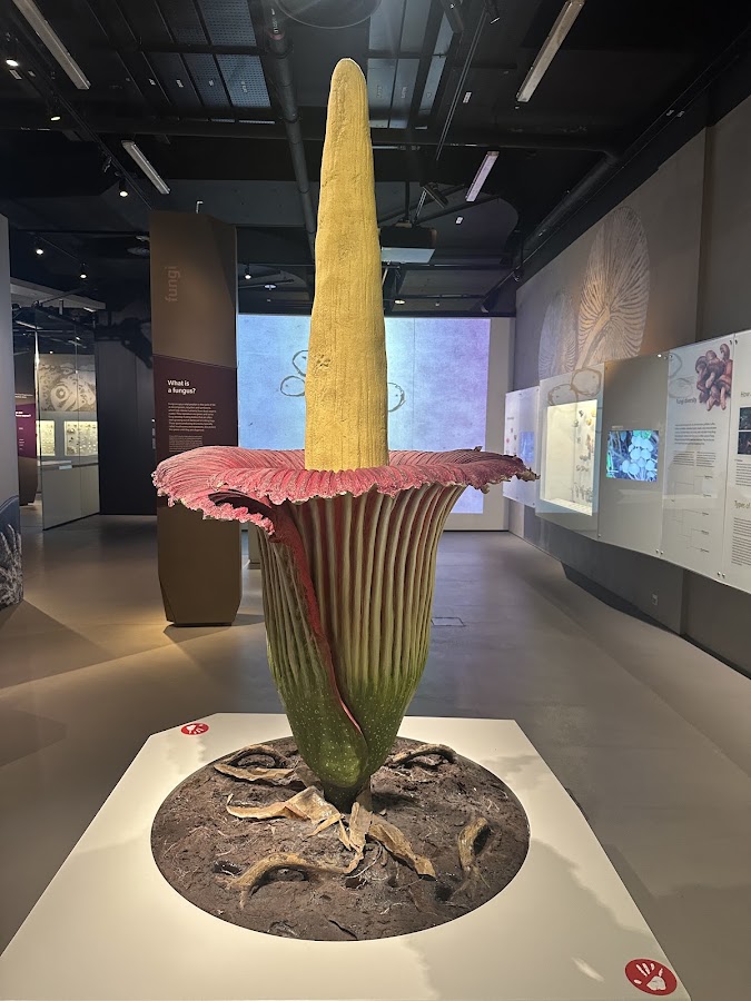 Lee Kong Chian Natural History Museum, Singapore photo 8