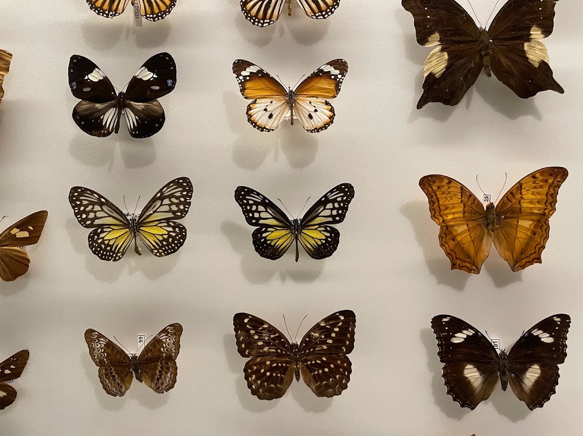 Lee Kong Chian Natural History Museum, Singapore photo 9