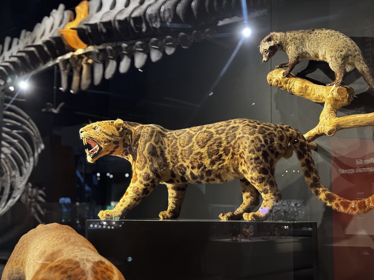 Lee Kong Chian Natural History Museum, Singapore photo 10