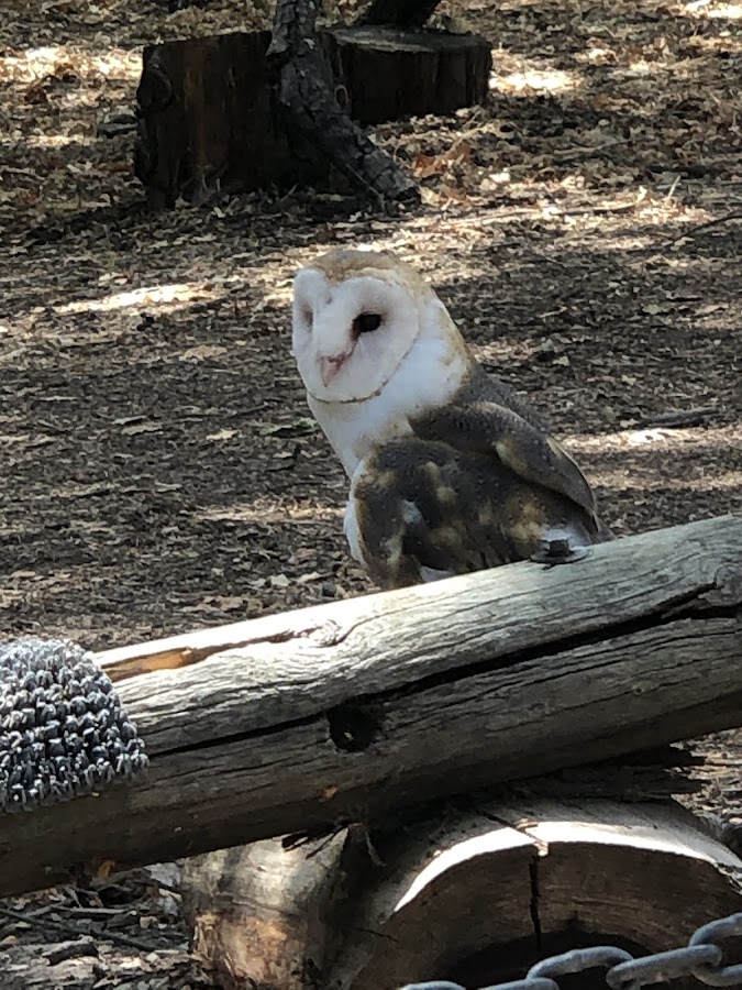 Lindsay Wildlife Experience photo 10